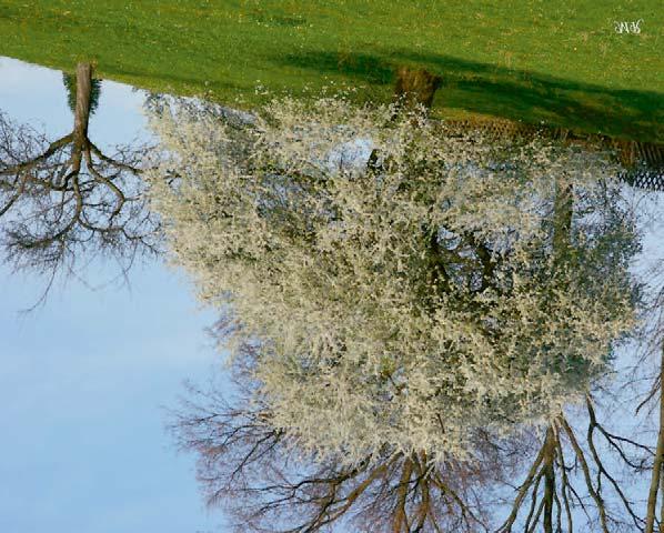 Houd het midden van de boom vrij van dicht opeen groeiende takken en scheuten, korte scheutjes en twijgjes laten we staan, die maken de boom