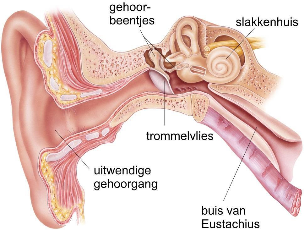 De oren Tijdens een verkoudheid is het gehoor van uw kind vaak wat slechter. U merkt hierdoor niet meteen dat er iets aan de hand is. Uw kind kan soms wat minder geconcentreerd zijn.