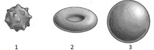 Biologie Vraag 4 Een onderzoeker brengt rode bloedcellen in drie oplossingen. - In de eerste oplossing zijn de rode bloedcellen klein en verschrompeld (zie afbeelding 1).