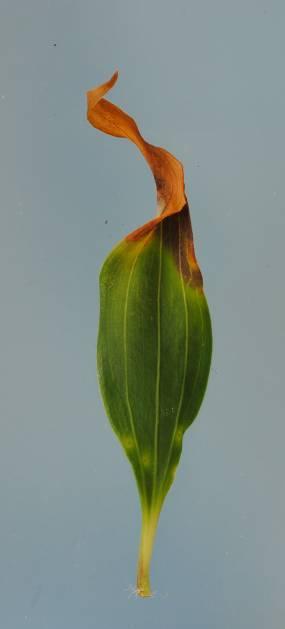 De planten die een overmaat aan calcium kregen hadden een uitstekende bladkwaliteit.