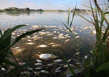 Meer waterplanten zorgen weer voor meer waterzuivering. Bovendien zal na de afkoppeling het (relatief vieze) stedelijke water uit de woonwijken niet meer via de Zuidpolder afgevoerd worden.