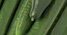 De adviesdoseringen van in komkommers, augurken, courgettes en meloenen zijn: 0,05% (50 ml per 100 liter water) LVM: 50-200 ml per 1.000 m 2 Fog: 100-200 ml per 1.