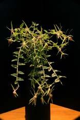 Epidendrum escobarianum Herkomst: