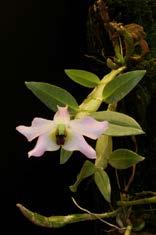 (zwartrot) Dendrobium trantuanii