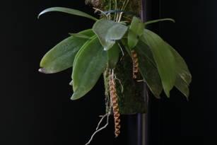 Microterangis hildebrandtii (Reichenbach.f.) Senghas (Syn.: Chamaeangis hildebrandtii) Deze plant is in 1878 vernoemd naar de Duitse verzamelaar J.