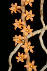 Bloemstelen hangend, 10-20 cm lang met vele, dicht opeenstaande bloempjes. Bloem geurend, zeer klein, stervormig, doorsnede 4-6 mm.