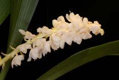 Miltassia hybride * Eria hyacinthoides