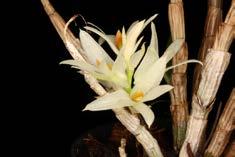 Dendrobium bracteosum white Herkomst: Papua New Guinea