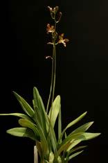 Encyclia caximboensis Herkomst: