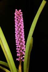 Arpophyllum giganteum Herkomst: Midden Amerika Bloem: 1 cm Verzorging: