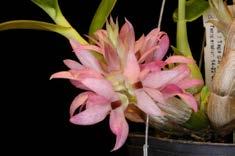 intermedia var.orlata* Maxillaria triloris* Maxillaria lehmannii?