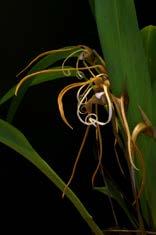 Maxillaria fractiflexa Herkomst: Colombia -