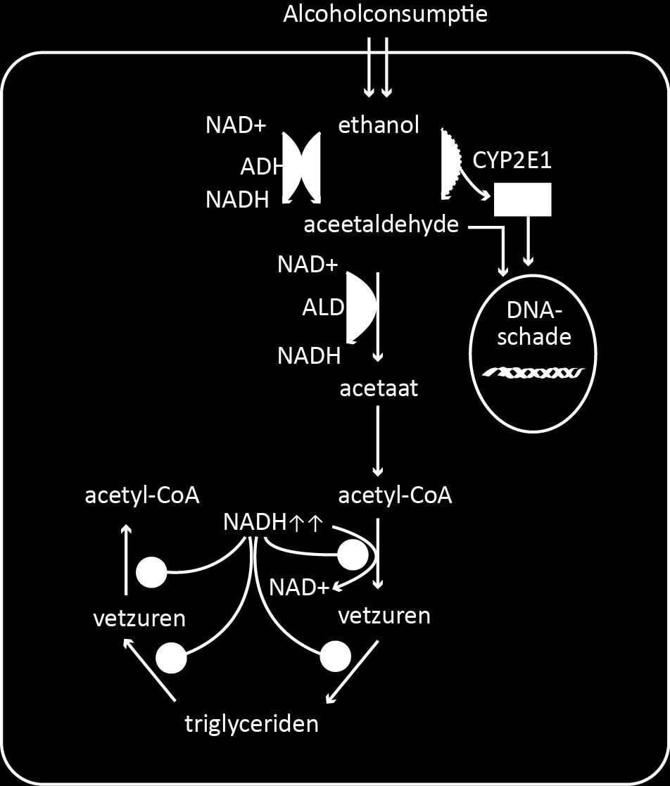 Figuur 2: Alcoholmetabolisme in de levercel.