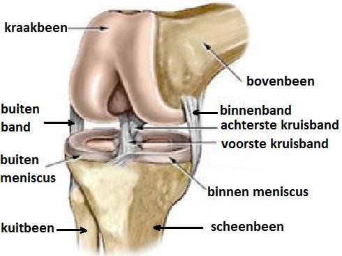 Totale knieprothese met verkorte opname Anatomie van het kniegewricht Het kniegewricht wordt omsloten door het kapsel. De binnenbekleding van het kapsel produceert gewrichtsvocht.