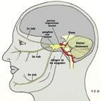 In dit ganglion van Gasser splitst de vijfde hersenzenuw zich op in drie zenuwtakken: de oogzenuw (nervus oftalmicus of V1), de bovenkaakzenuw (nervus maxillaris of V2), de onderkaakzenuw (nervus