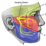 De tweede tak V2 zorgt voor het gevoel voor de regio onder het oog en tussen het oor en de neus. De derde tak V3 zorgt voor de regio onder de mond (kin), de tong, het ondergebit en de onderkaak.