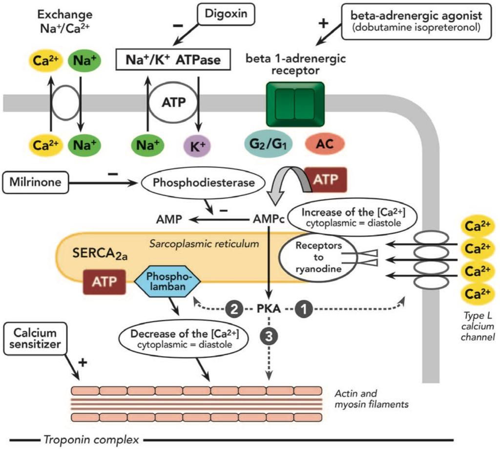 Therapie: contractiliteit inotropie Fellahi J-L et al.