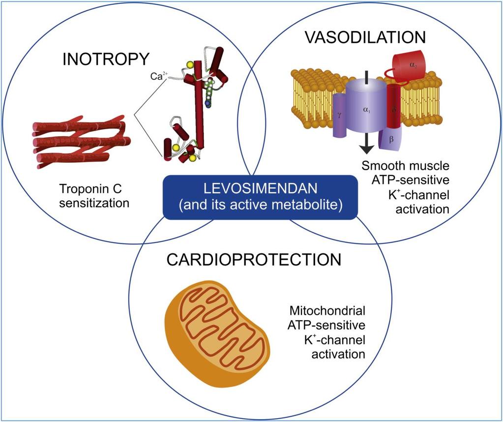 Therapie: contractiliteit inotropie Levosimendan = Ca2+ sensitizer RV/LV contractility without increased myocardial oxygen Consumption Mortality RV afterload Coronary perfusion LV afterload Systemic