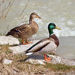 32. Wilde eend (Anas platyrnchos) Kenmerken Het mannetje van de wilde eend heeft een glanzend donkergroene kop, smalle witte halsband, paarsbruine borst en een grijs gespikkeld lichaam.