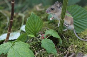 10. Bosmuis (Apodemus sylvaticus) Algemeen De bosmuis behoort tot de ware muizen en kenmerkt zich door grote ogen en oren, een puntige snuit en een staart die vrijwel gelijk is aan de kop-romplengte.