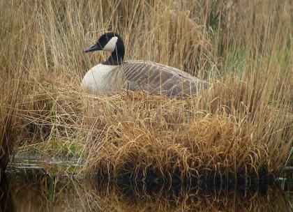 12. Canadese gans (Branta canadensis) Kenmerken Grote, grijsbruine gans met zwarte kop en nek, contrasterend met wit-bruine borst.