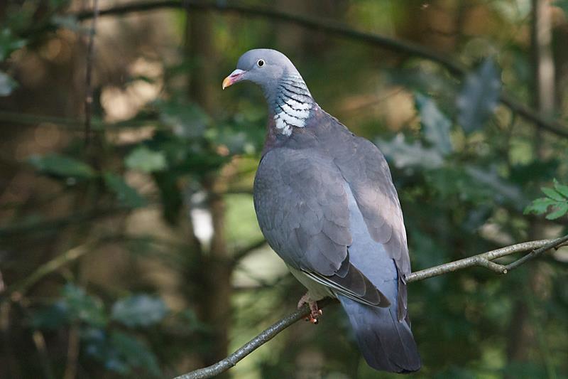 18. Houtduif (Colomba plaumbus) Kenmerken De houtduif is de grootste duif van Nederland. Hij is zwaar gebouwd met een zware, volle borst.