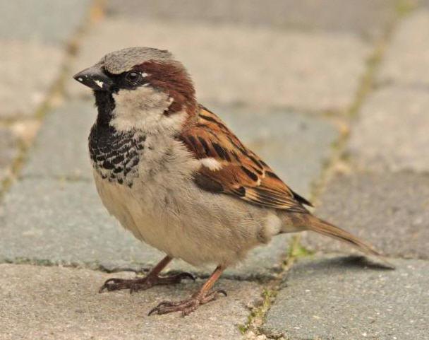 19. Huismus (Passer Domesticus) Algemeen Huismussen leven al eeuwenlang in de omgeving van mensen. Vroeger broedden ze massaal onder de daken van huizen, en zochten ze op akkers naar graan.