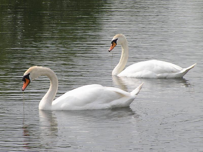 23. Knobbelzwaan (Cygnus olor) Knobbelzwanen Knobbelzwanen stammen deels af van om hun dons gekweekte vogels, maar is ook inheems.