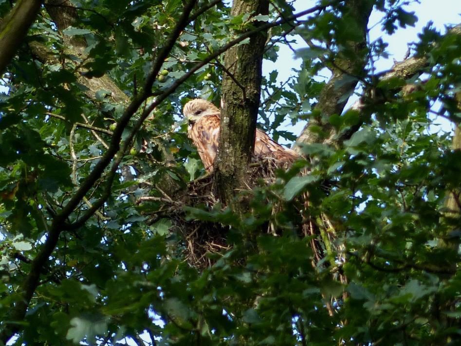 Jonge Rode wouw op het nest (leeftijd 6,5-7 wkn.). Hooge Lutte 23 augustus 2016. Foto auteur.