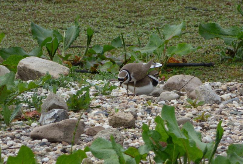 Vanaf 2011 bevinden zich in de Engbertsdijksvenen territoria van de Kraanvogel. In 2011 vertoonden 2 paartjes Kraanvogels baltsgedrag, maar bij controle werden geen nesten of jongen waargenomen.