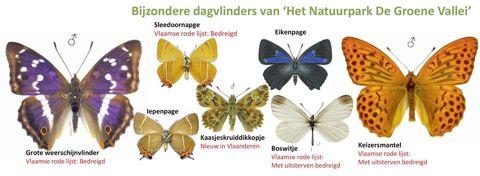 Nu ook de Keizersmantel Nieuwe vlinders in de Groene Vallei De Groene Vallei staat inmiddels al bekend als een gebied waar heel wat zeldzame planten te vinden zijn.