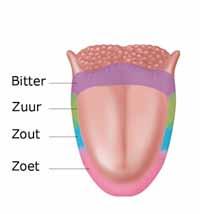 Smaakvermogen De tong waarop ons smaakorgaan zich bevindt is ons meest beweeglijke orgaan. Dit komt doordat het voornamelijk bestaat uit spieren.
