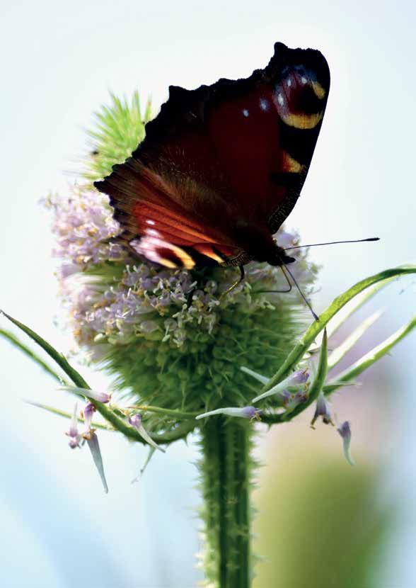 Meer weten? Website: www.vlinderstichting.nl Wil je meer weten over het werk van De Vlinderstichting, of over vlinders en libellen, ga dan naar onze website.