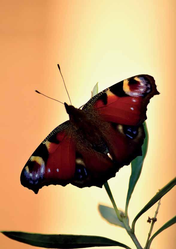 38 Colofon Tuinieren voor vlinders is een uitgave van De Vlinderstichting (juli 2017) Tekst: Lodewijk Hoekstra & De Vlinderstichting (Liesbeth van Agt) Foto s: Henk Bosma, Nicole Gardenier, A.