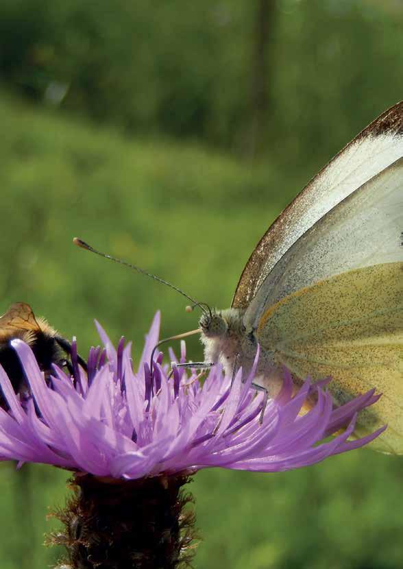 Het leven van een vlinder Vlinders hebben een bijzondere levenscyclus.
