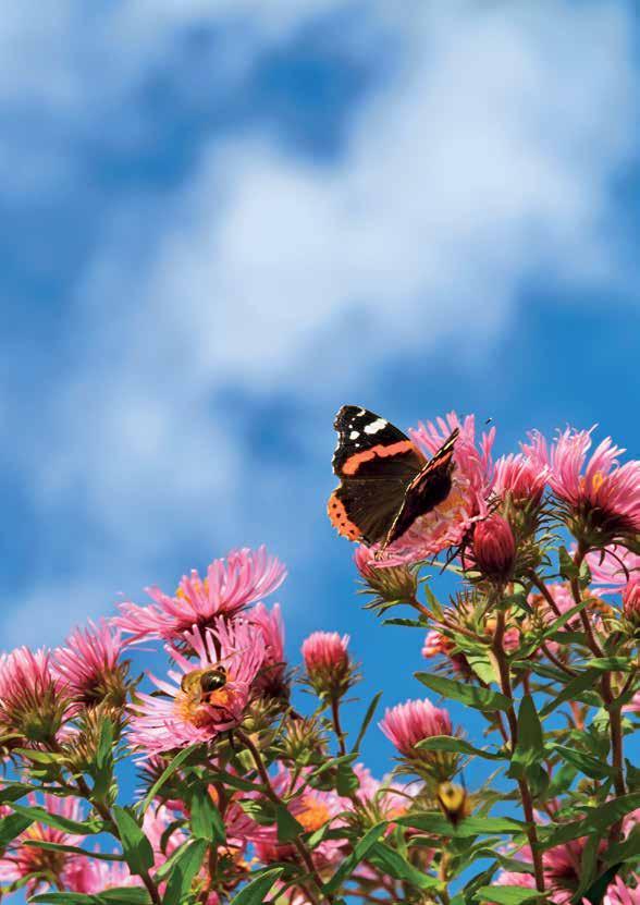 Wat kun je doen? Zorg voor voedsel voor vlinders Het vlindervriendelijk maken van de tuin begint met de planten. Vlinders leven van nectar, een zoete stof die in bloemen zit.