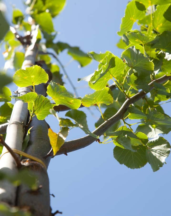 ROBINIA fam. Fabaceae R pseudoacacia Tortuosa Struikvormig opgroeiende boom op korte stam, 10-12 m hoog. Grillig gedraaide en gekronkelde takken en korte, kronkelige twijgen.