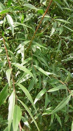 SALIX fam. Salicaceae Wilg Omvat een geslacht van een 160-tal soorten die over vrijwel het gehele Noordelijk Halfrond verspreid zijn, van kleine kruipende struiken tot bomen toe.