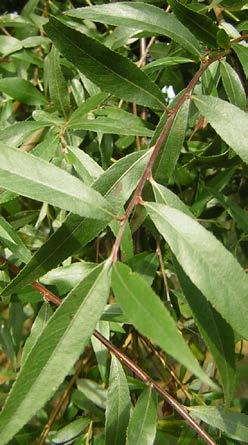 De klonen van Salix alba (Schietwilg, Gewone Wilg, Witte Wilg) zijn uitermate belangrijk vanwege hun goede habitus en hun snelle groei op de meeste, niet te droge gronden.