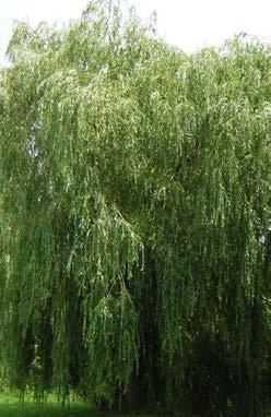 SALIX fam. Salicaceae alba Sericea (syn. Salix alba Argentea ) Kleine boom van 5-10 m hoog. Lancetvormig blad van 10 cm lang, dicht zilvergrijs, zijdeachtig behaard. Parkboom.