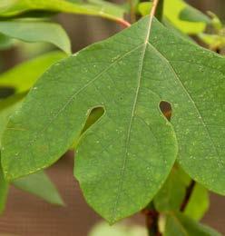 albidum is bij ons in teelt. Sassafras is reeds lang in gebruik omwille van zijn aromatische bestanddelen die gebruikt worden voor het produceren van medicijnen.