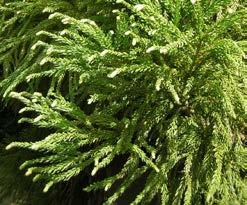 SEQUOIA fam. Taxodiaceae Redwood sempervirens Redwood Een naaldhoudende conifeer met donker groene naalden. Losse groeiwijze.