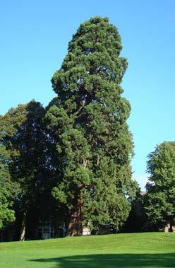 De boom is inheems in Noord-Amerika. Hier kan hij een hoogte bereiken van maximaal 100 meter.
