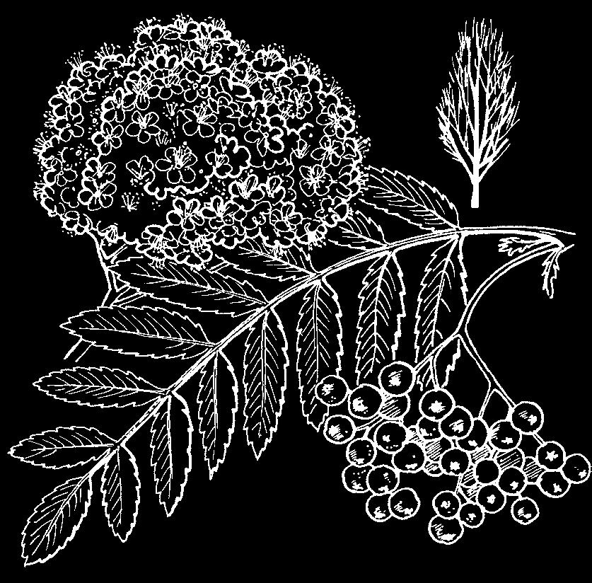 Sorbus aria Decaisneana ) Boom met brede, compacte, kegelvormige kroon. Hoogte 8-12 m. Op oudere leeftijd breed-ovaal en dicht vertakt. Groot, dofgroen blad, onderzijde wit, later groenachtigviltig.