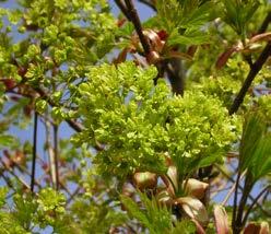 ACER fam. Sapindaceae platanoides Farlake s Green Nieuwe, groenbladige selectie van G. Vermeer uit een zaailingenbestand in diens kwekerij. Stevige groeier met typisch olijfgroene bastkleur.