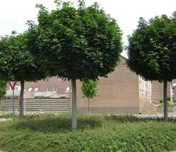 platanoides Schwedleri Middelgrote boom tot 15 m hoog. Breedpiramidale, later meer afgeronde kroon. Rechte stam. Loopt in het voorjaar bruinrood uit, waartegen de okergele bloemtuilen fraai afsteken.