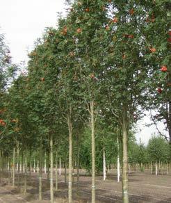 Dofgroen blad, langer dan bij de soort, met grotere zijblaadjes. Vrij grote, donker oranjerode vruchten. Park- en laanboom, moet op open groenbermen als straat- en laanboom worden geplant.