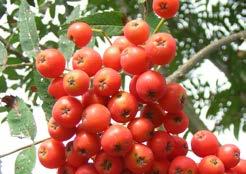 Tot 12 mm grote, dieprode vruchten in compacte tuilen, tot half oktober aanblijvend. Vatbaar voor kanker, vooral op te vochtige gronden. Laanboompje op open groenbermen.