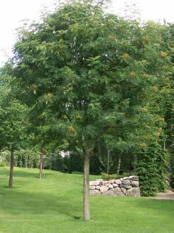 Sorbus americana Belmonte ) Matig grote boom met compacte kroon en opgaande takken, later een eivormige kroon. Hoogte 8 m. Diepgroen, geveerd blad, oranjerode herfstkleur.