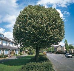 Middelgrote boom van 8-10 m hoog, met brede kroon en onregelmatig, horizontaal afstaande takken. Blad enkelvoudig, 6-10 cm lang, ovaal-eirond, enigszins veerlobbig.